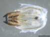 CollectionObject 2634360; cc1dc709-7e4f-4f17-a05d-c16e755bbc18: Holotype. Phallic complex, ventral view. (CollectionObject).