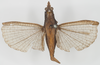 CollectionObject 1532590; 2904c6e4-5fe5-4807-a28e-6298c7eb22db: female, dorsal view (holotype). (CollectionObject).
