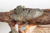 CollectionObject 1559087; NMW 216, 1d2ad33e-903b-4178-9a0a-f130a5b84d6b: copyright NMW, Vienna. female forewing (syntype). (CollectionObject).