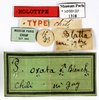 CollectionObject 1587316; MNHN(SF IMPORT DUPLICATE) MNHN-EP-EP1308, c666d74c-a8d0-4000-8eb8-e891bb35eeef: CC BY-NC-ND 4.0/MNHN - Depraetere Marion - 2014. Syntype, male, of ovata Blanchard, 1851. Specimen number: MNHN-EP-EP1308. http://coldb.mnhn.fr/catalognumber/mnhn/ep/ep1308. (CollectionObject).