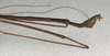 CollectionObject 1557365; NMW 646, 0392c4db-07d2-482a-83b6-0a62e65d4185: copyright NMW, Vienna. male: end of abdomen, lateral view (holotype). (CollectionObject).