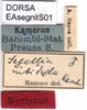 CollectionObject 1537533; f0fd5496-6480-49a9-9e6e-f593154d0926: labels (syntype). (CollectionObject).