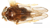 Habitus, dorsal view on Falcotoya sagae (Beamer, 1947): (Observation).