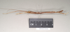 CollectionObject 1562018; NHMUK(SF IMPORT DUPLICATE) 844843, 02beb93f-6bb1-4187-93c6-68bcd0cf3f1c: copyright Natural History Museum, London. male, lateral view of synonym Sipyloidea peelensis (holotype). (CollectionObject).