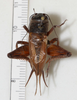 CollectionObject 1527241; a07e9289-d45d-4fb2-a992-0c5ade11668a, CASENT 18174: female, dorsal view (holotype). (CollectionObject).