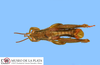 CollectionObject 1541808; bef85780-e897-4e31-bf00-17de26a2ede4: male, dorsal view. (CollectionObject).