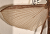 CollectionObject 1561967; 2f2df9c5-b98b-41a8-acca-3402360b8f05: copyright OUMNH. female wings (holotype). (CollectionObject).