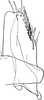 Subgenital plate, ventral view on Morinda sibirica (Emeljanov, 1962): Subgenital plate. (Observation).