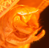 CollectionObject 1543660; a8c5c207-6359-44d2-a281-7b1f779ddbf4: male abdomen tip (holotype). (CollectionObject).