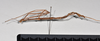 CollectionObject 1558569; 53e1fdbb-9161-455d-bcb1-b772a9e51aaa: copyright NTUC. male, lateral view (syntype). (CollectionObject).;CollectionObject 1558570; bfcc2c1d-711c-4901-beb1-4a62427f0abc: copyright NTUC. male, lateral view (syntype). (CollectionObject).