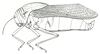 Prostalia granulata (Stål, 1873): Fig. 26.1. male (body length 58-64 mm, pronotum 25-28.5 mm, tegmina 47.5-56 mm). (Otu).