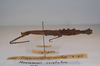 CollectionObject 1559810; b87b6d22-cbb9-4682-9522-e593131d87bb: copyright MNCN, Madrid. male, lateral view of synonym Menexenus cristatus (holotype). (CollectionObject).