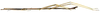 CollectionObject 1584178; bfb6ebc6-7cb9-4313-9a6e-0de3f5cdda5b: copyright RBINS, Brussels. male, lateral view (holotype). (CollectionObject).