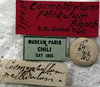 CollectionObject 1539778; 1f394671-d105-4a1a-afe0-65830fc8397e: labels (syntype). (CollectionObject).