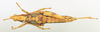 CollectionObject 1518515; d34f4d08-2061-4bc4-be5c-9eef55cd1923: female, dorsal view (holotype). (CollectionObject).