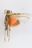 CollectionObject 1586668; 6c885ac7-1b41-4de3-9f85-ed0b628ba9da: male, dorsal view (paratype). (CollectionObject).