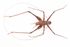 CollectionObject 1518322; 22c54a88-e0f4-4781-bf2d-05eee0fffc40, NHMUK015982514: male, dorsal view (holotype). (CollectionObject).