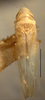 Habitus, dorsal view on Erythridula frisoni (Ross & DeLong, 1953): Habitus (holotype of E. rubiphylla Hepner, INHS collection). (Observation).