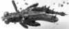 CollectionObject 1532799; cf656586-23e8-40df-aae7-e2de8026cbe7: Image Carbonell, C.S. male, dorsal view (holotype). (CollectionObject).