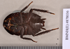 Melanozosteria nitida (Brunner von Wattenwyl, 1865): Holotype, unsexed, ventral. BMNH(E)#878036. (Otu).