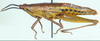 Parasphenella carinata (Bolívar, 1904): female, lateral view. (Otu).