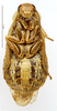 Jagrehnia paolina (Giglio-Tos, 1917): CC BY-NC-ND 4.0/MNHN - Depraetere Marion - 2014. Type, female, of punctipennis Chopard, 1938. Specimen number: MNHN-EP-EP1200. http://coldb.mnhn.fr/catalognumber/mnhn/ep/ep1200. (Otu).