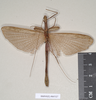 CollectionObject 1559831; 4a58a49b-04df-4116-aef9-da8ea364f0ae: copyright Natural History Museum, London. male (paralectotype). (CollectionObject).