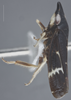 Habitus, lateral view: !! display not done !! on Cochlorhinus pluto Uhler, 1876: Lateral. (Observation).
