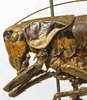 female pronotum, lateral view (paratype). Depicts CollectionObject 1536002; 8458d4a8-8515-465d-b9aa-008c4d8af1c3, a CollectionObject.