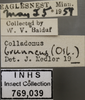 Other: !! display not done !! on Colladonus brunneus (Osborn, 1915): Labels. (Observation).