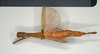 CollectionObject 1559848; 31b82a70-6ea2-4d95-bb1d-5f8c9144f294: copyright MIZ. female, dorsal view of Marmessoidea phluctainoides (syntype). (CollectionObject).