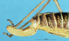 CollectionObject 1507168; 3d5a07f9-79e9-4941-868c-d10c4e412998: female ovipositor. (CollectionObject).