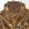 Head: !! display not done !! on Vutina sexmaculata (Signoret, 1862): (Observation).