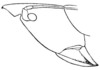 Belocephalus sleighti simplex Hebard, 1926: Pl. 7, Fig. 11. male head, lateral outline. (Otu).