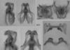 Melanoplus tendoyense Otte, 2012: male genitalia. (Otu).