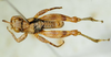 CollectionObject 1521112; d7281580-6651-4a80-a512-8740a7d656f8: male, dorsal view (holotype). (CollectionObject).