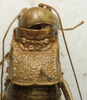 CollectionObject 1535966; 76d4dfaa-91ae-497a-bd15-9353a6fc03e6: female pronotum, dorsal view (syntype). (CollectionObject).