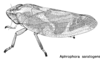 Habitus, lateral view on Aphrophora (Plesiommata) saratogensis (Fitch, 1851): (Observation).