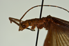 CollectionObject 1563629; eb99ebf3-3b6b-464b-968e-c99f01253e1f: copyright USNM, Washington. male: head & thorax (paratype). (CollectionObject).