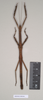 CollectionObject 1559519; f59865d1-9e15-42a5-afec-c985e4c543a2: copyright Natural History Museum, London. female (paratype). (CollectionObject).;CollectionObject 1559520; 0d2dd073-5988-4e12-afbc-fefb1724a3e5: copyright Natural History Museum, London. female (paratype). (CollectionObject).