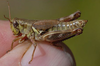Melanoplus stupefactus (Scudder, 1876): female. (Otu).