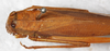 CollectionObject 1532117; NMW 393 b, 6fdd0242-d30b-4123-b80e-dd5319ceb3dd: male, dorsal view (holotype). (CollectionObject).