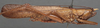 CollectionObject 1506564; 150cc512-9bff-498a-80db-2d89d0d916a7: male, lateral view (possible type). (CollectionObject).