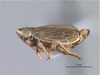 Habitus, lateral view on Amblysellus tenochtitlanus Pinedo-Escatel, Blanco-Rodríguez & Aponte-Mejia, 2025: (Observation).