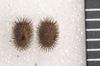 Spinosipyloidea doddi Hasenpusch & Brock, 2007: copyright Paul D. Brock. egg: dorsal and lateral views (scale bar, 1mm). (Otu).