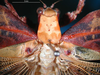 CollectionObject 1500611; 7d35663d-95d8-4a8e-8257-2b1535c543eb, DORSA BTweipraHTM: male pronotum, dorsal view (holotype). (CollectionObject).