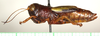 CollectionObject 1544445; c03f5d40-891f-47f6-87a2-a051d31614ec: female, lateral view (paratype). (CollectionObject).
