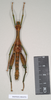 CollectionObject 1562191; NHMUK(SF IMPORT DUPLICATE) 844970, 404bd9bf-be29-46ea-89de-b187a3d1d6d1: copyright Natural History Museum, London. male (holotype). (CollectionObject).