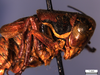 CollectionObject 1475617; 789b5f78-9e85-4267-867b-357b42ae1967: male pronotum, lateral view (holotype of Anterastes serbicus petkovskii). (CollectionObject).