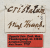 CollectionObject 1531174; UZIU Thunberg Collection nr 15818, f3f085e0-7b70-443f-b123-dd3ece9f40ad: labels (syntype of Acrydium cristatum). (CollectionObject).